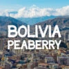 Bolivia Peaberry Coffee