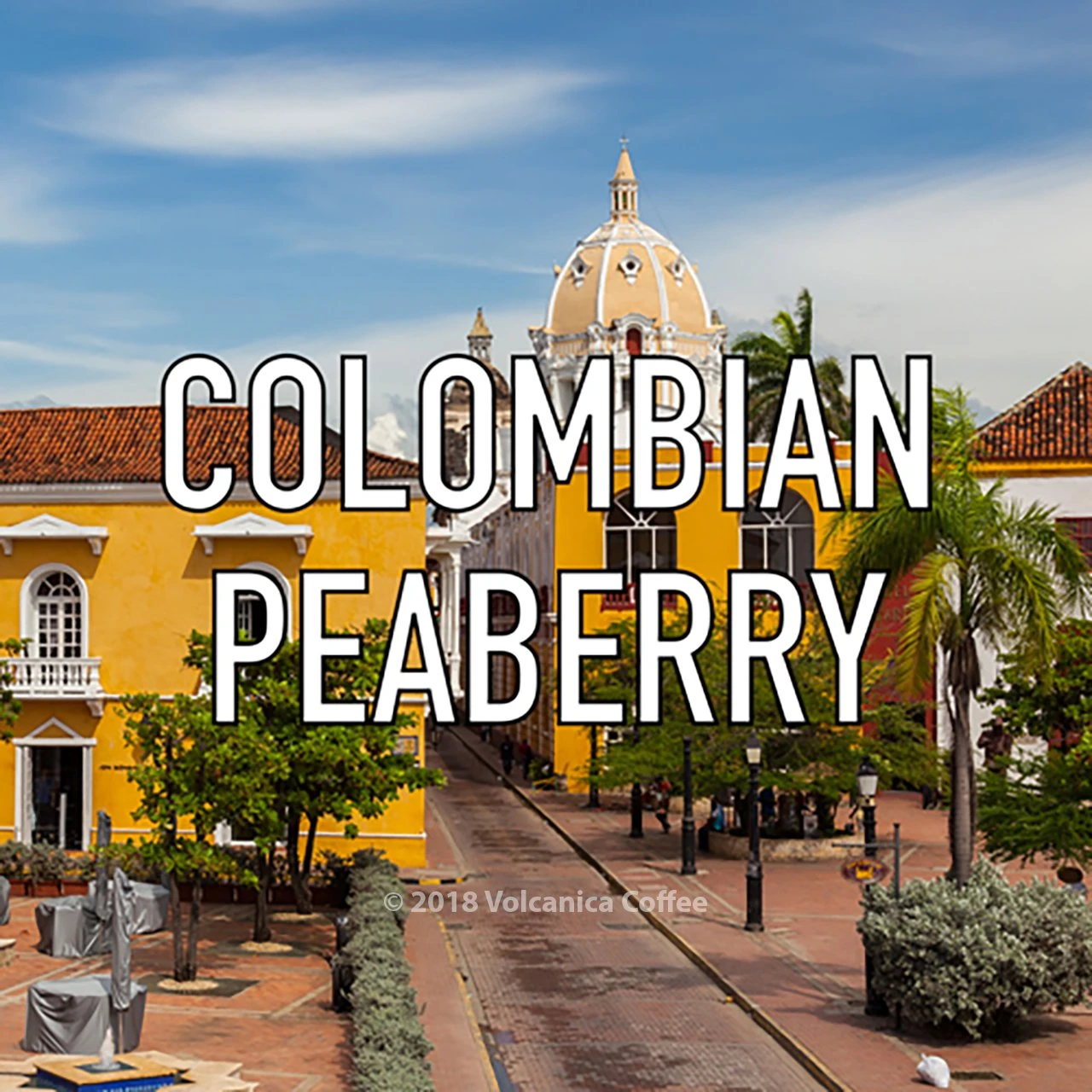 Colombian Peaberry Coffee 1 Colombian Peaberry Coffee