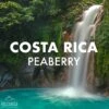 Costa Rica Peaberry Coffee