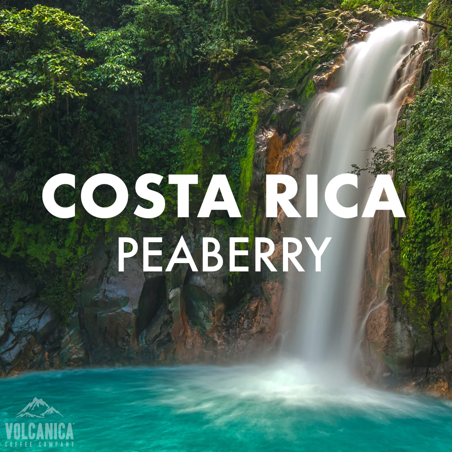 Costa Rica Peaberry Coffee 1 Costa Rica Peaberry Coffee