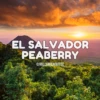 El Salvador Peaberry Coffee