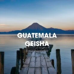 Guatemala Geisha Coffee, Finca El Pinal