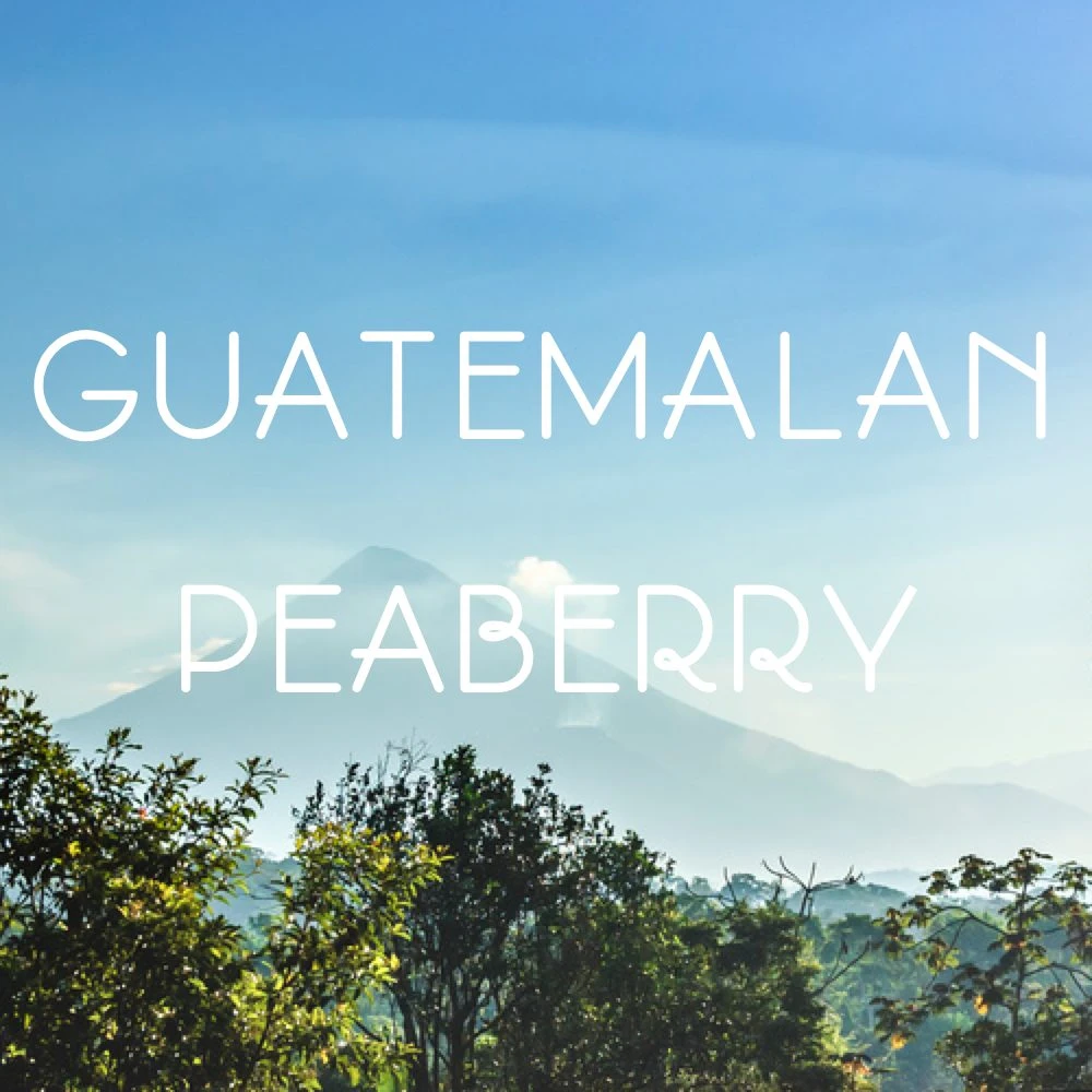 Guatemala Peaberry Coffee 1 Guatemala Peaberry Coffee