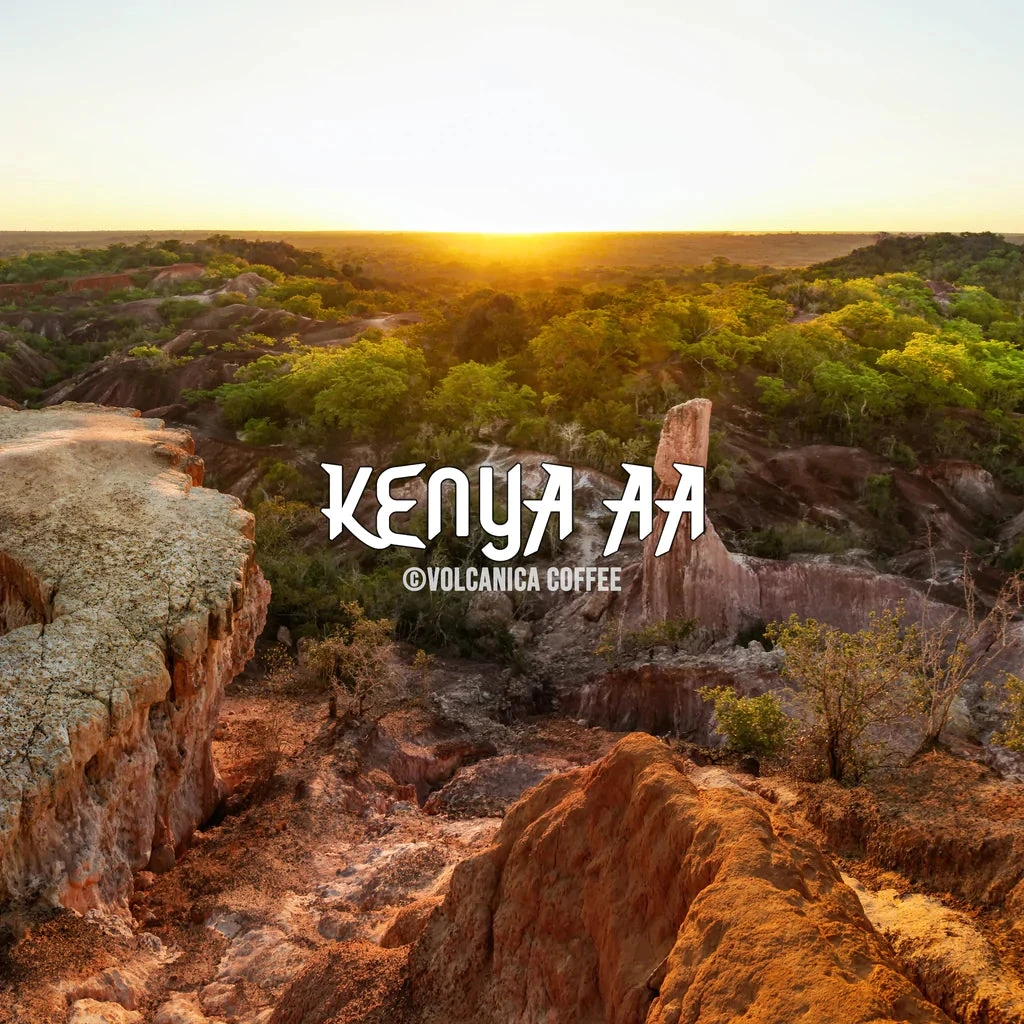 Kenya AA Coffee – Kenya Coffee 1 Kenya AA Coffee – Kenya Coffee