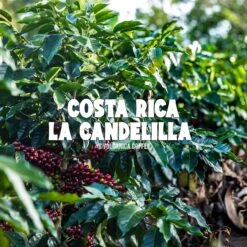 Costa Rica La Candelilla Coffee