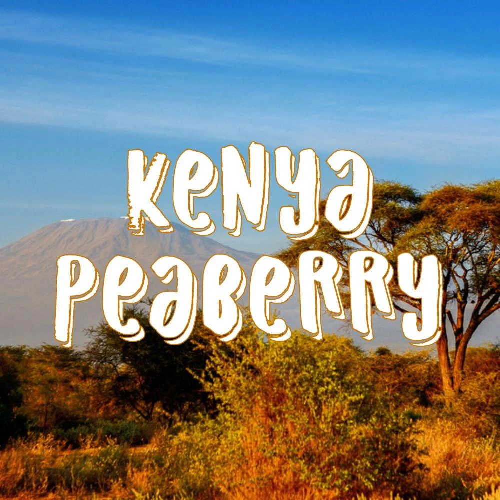 Kenya Peaberry Coffee 1 Kenya Peaberry Coffee