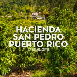 Puerto Rico Coffee, Hacienda San Pedro