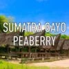 Sumatra Gayo Peaberry Coffee