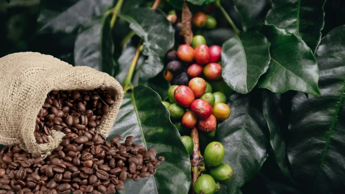 Front Page -Best Quality Coffee kinhtechungkhoanvn stores news dataimages 2025 022025 15 07 hhh 320250215074530 142803